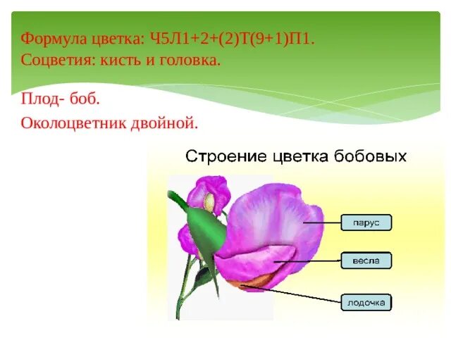 Какую формулу цветка имеют бобовые. Ч4 л4 т6 п1 формула цветка. Формула цветка ч5л5т9п1. Ч5л5т5п2 формула цветка. Формула цветка л5ч5 т много п1.