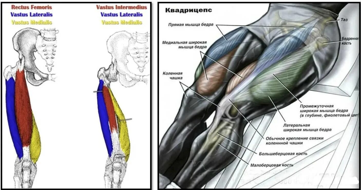 Мышцы передней поверхности бедра квадрицепс. Четырехглавая/квадрицепс. Латеральная группа мышц бедра анатомия. Мышцы ног квадрицепс анатомия.