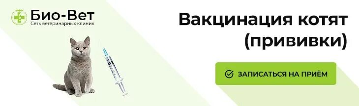 Первая прививка котенку возраст. Прививки для кошек. Название прививки для котят. Первичная вакцинация кошек. Вакцины для ккотя котят.