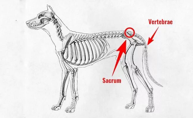 Какие отделы позвоночника у собак. Строение хвоста собаки. Анатомия хвоста собаки. Скелет хвоста собаки. Позвонки хвоста собаки.