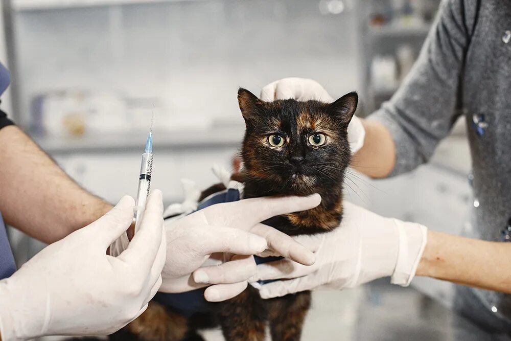 Котик вакцинация. Вакцинация кошек. Прививки для кошек. Ветеринар женщина. Вакцинация от бешенства.
