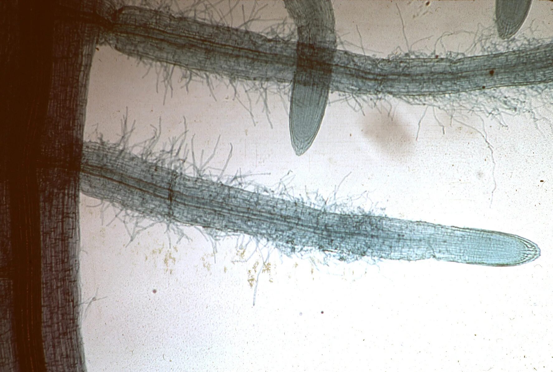 Корневой чехлик микропрепарат. Корневые волоски микропрепарат. Ризодерма (эпиблема). Корневой чехлик в микроскопе.