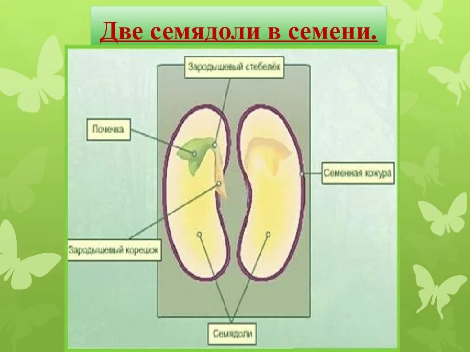 Растения имеют в зародыше семени две семядоли. Семядоли двудольных. Двудольные строение семени 2 семядоли. Зародыш от семени 2 семядоли. Семенная кожура семядоли.