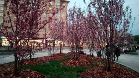 Площадь яблони