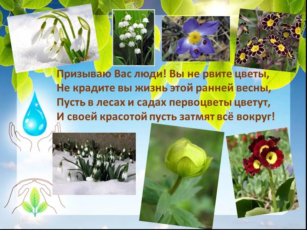 Сбережем первоцветы. Не губите первоцветы. Листовки по первоцветам. Листовка о редком растении.