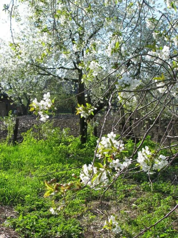 Вишня вишня белоснежная. Влюбленные в цветущем саду. Весна за окном вишня цветет. Заброшенный сад с вишнями. Чехов а.