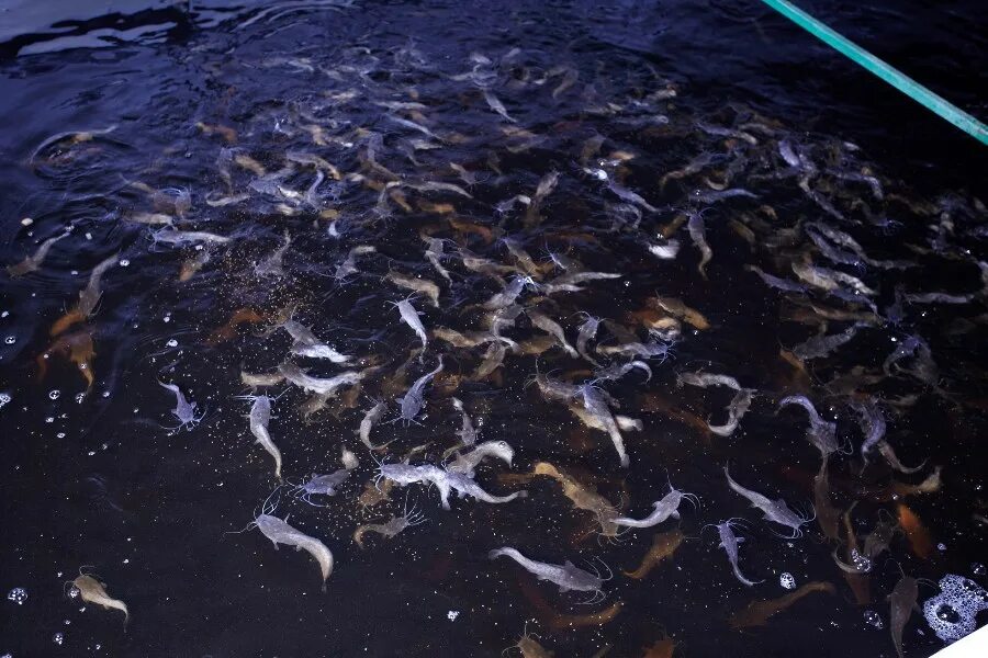 Приснилась большая вода. Приснилось много огромной рыбы в воде. К чему снится много рыбы. Выпускают рыбу в воду. Мраморный сом Саранск.