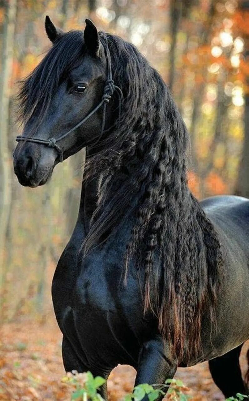 Конь с черной гривой. Фризская порода лошадей Вороная. Пегая Фризская лошадь. Лошади породы фриз.