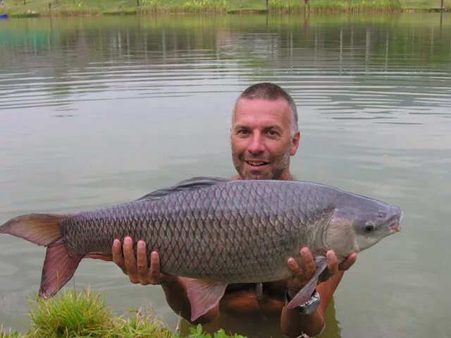 карповые семейство рыб список. самый большой зеркальный карп. карповый 4 буквы. пресноводная рыба семейства карповых. небольшая рыбка семейства карповых.