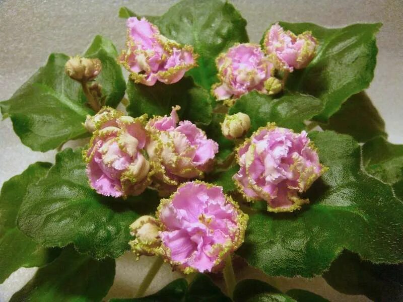 фиалка сестра королевы. фиалка сорт сестра королевы. ле сестра королевы. фиалка сестра королевы. фиалка ле сестра.