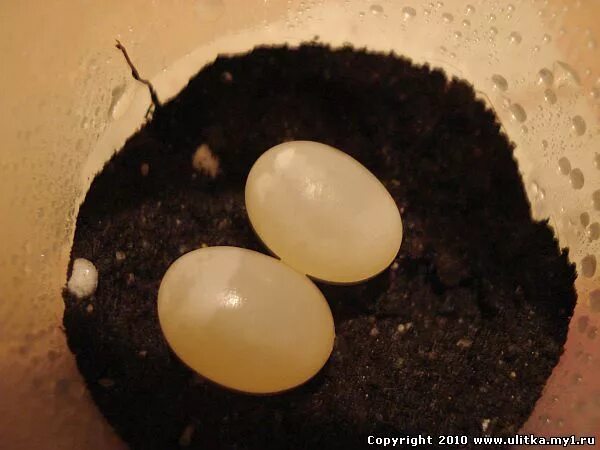 Яйца улитки ахатины. Оплодотворенные яйца улиток. Яйца улиток ахатин. Яйца улитки лимоколярий.