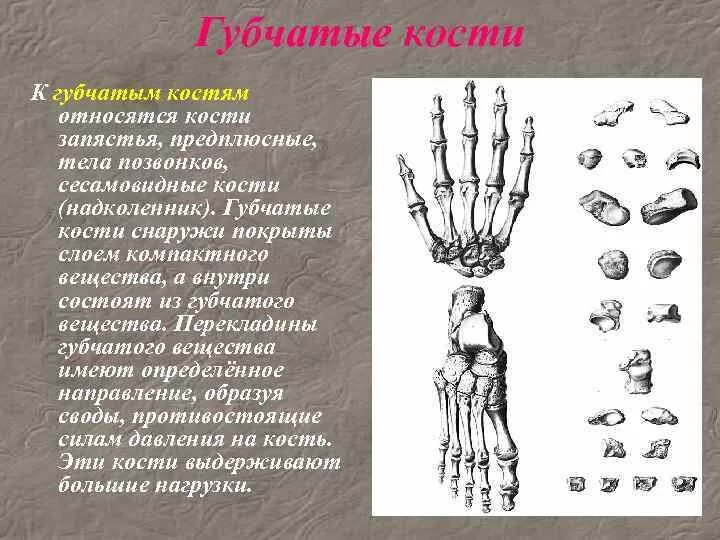 Укажите губчатые кости. Сесамовидные кости анатомия. Губчатые кости. Сесамовидные кости запястья. Сесамовидные кости лучезапястного сустава.