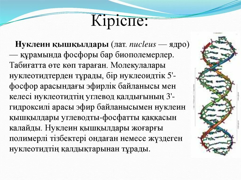 ДНК мен РНК құрылысы. РНК түрлері. РНК дегеніміз не. ДНҚ слайд.