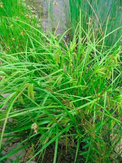 Пырей ползучий. Пырей трава. Трава пырей ползучий. Газонная трава крупным планом. Пырей ползучий.