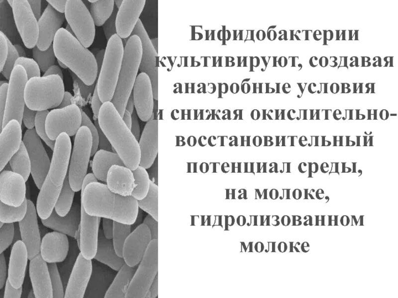 Бифидобактерии содержит. Бифидобактерии характеристика микроорганизмов. Бифидобактерии (Bifidobacterium кишечник. Бифидобактерии краткая характеристика. Характеристика бифидобактерий.