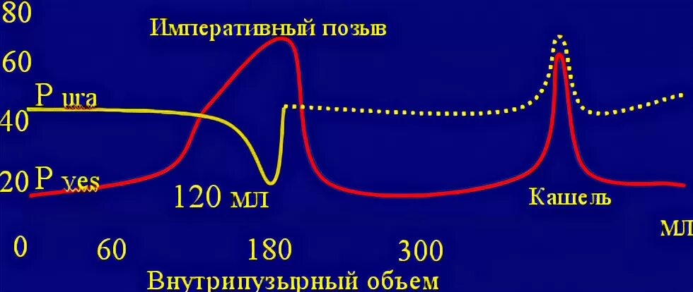 Цикл мочеиспускания