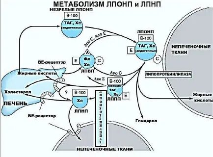 Обмен веществ в тканях