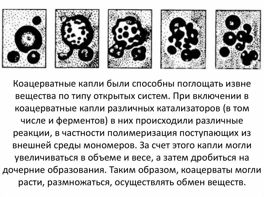 Коацерватная гипотеза. Теория коацерватов Опарина. Теория коацерватных капель Опарина. Опарин коацерватные капли. Теория коацерватной капли.