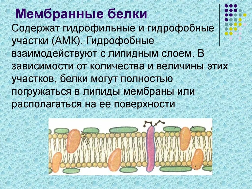 Интегральные белки какие. Мембранные белки. Гидрофобные белки и мембрана. Гидрофильные и гидрофобные белки. Белки мембраны клетки.