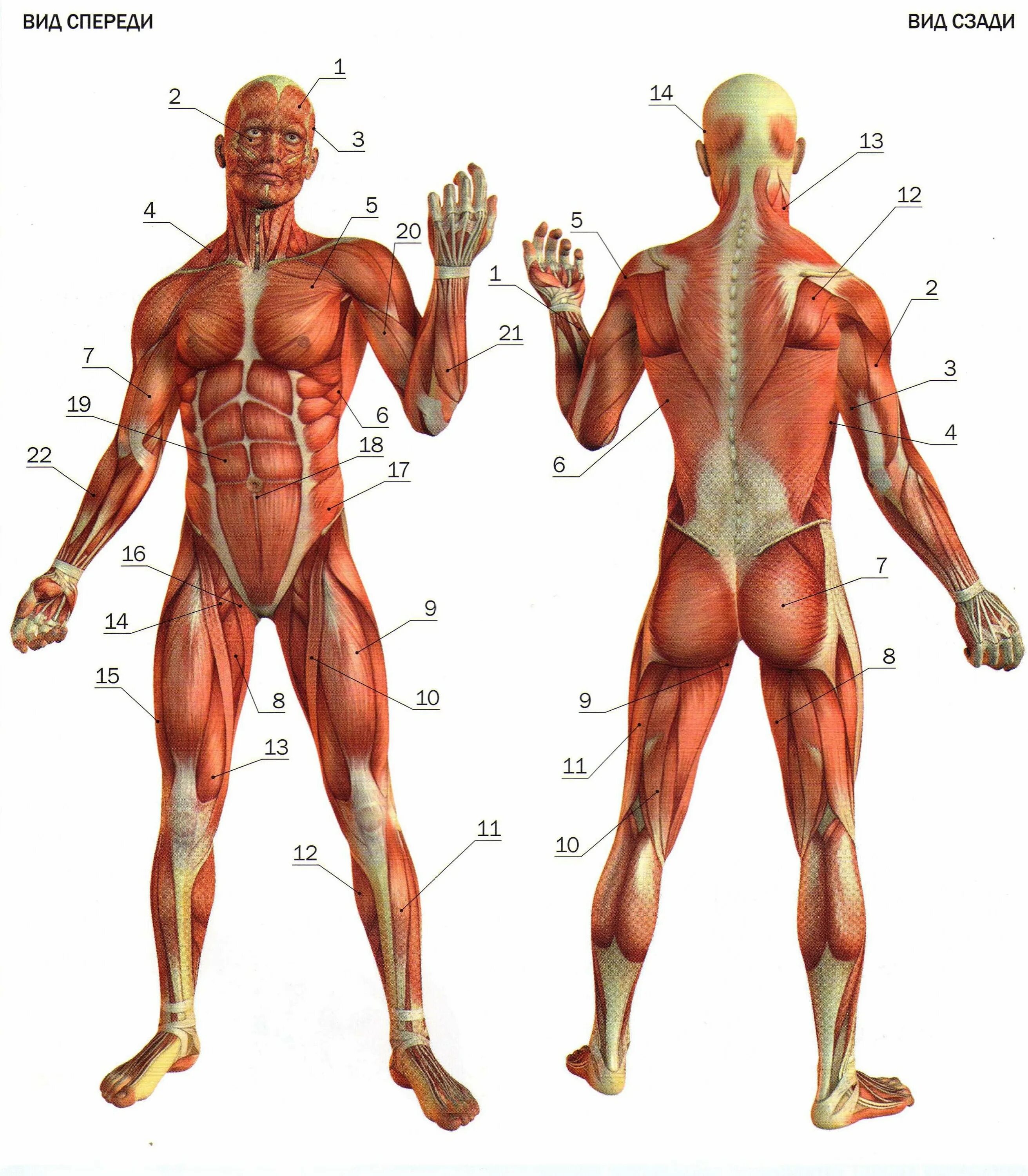 Мышечная система человека схема. Строение человека мышцы анатомия. Анатомия мышц человека бодибилдера. Мышечный скелет человека анатомия. Анатомическая система организма