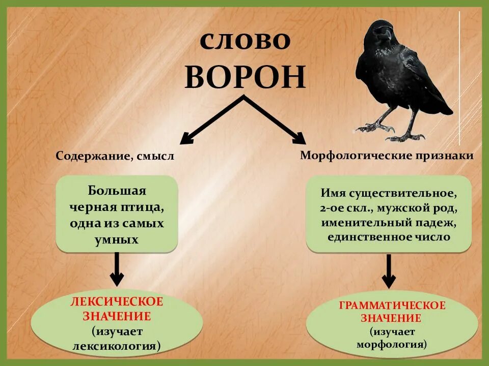 Ворону какой падеж. Лексическое значение слова это. Лексическое значение слова ворона. Лексическое значение слова ворон. Птицы существительные.