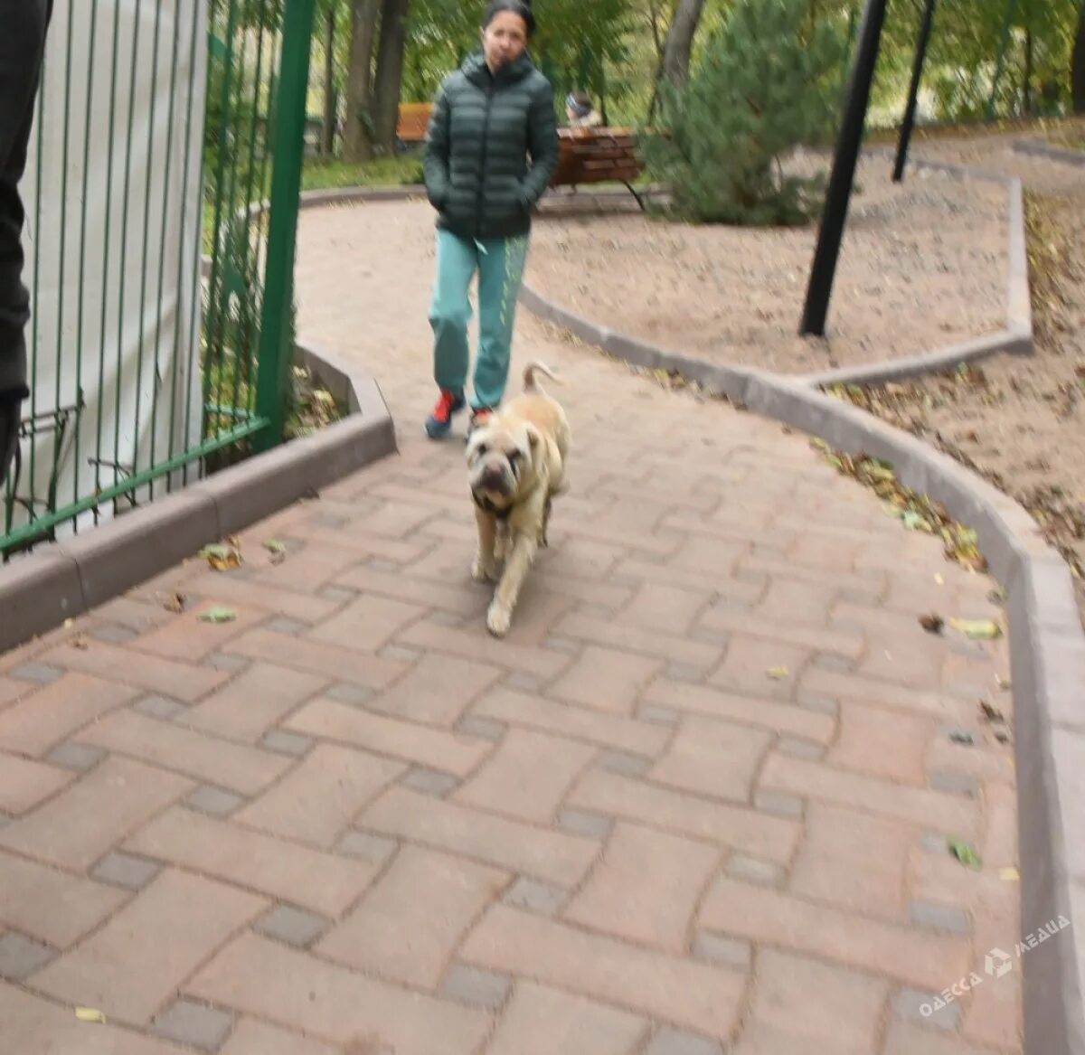 современные площадки для собак. площадка для собак во дворе. стая собак во дворе. животные на детской площадке. выгуливать собак без поводка.