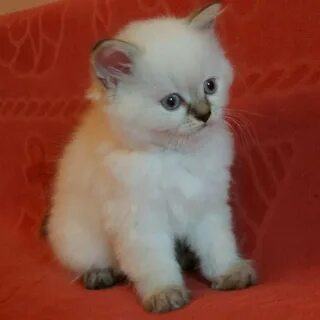 Авито ставрополь котенок в добрые руки