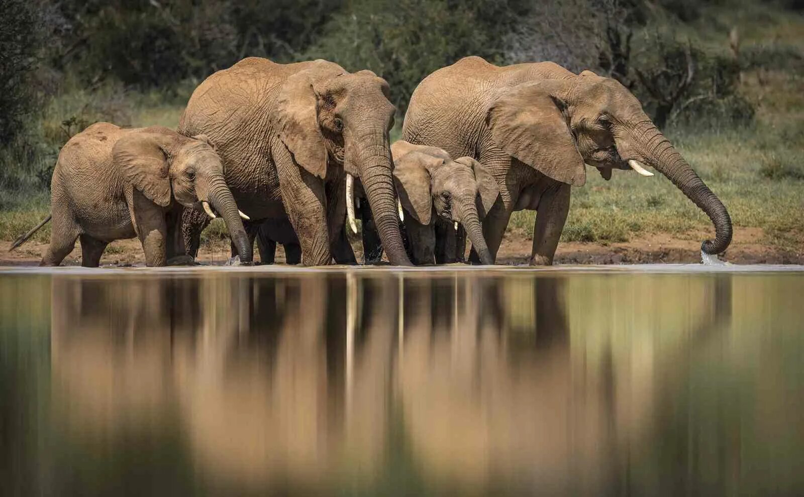 Дикий слон. Жизнь диких слонов. Слон африканский саванский. Жизнь диких слонов. Жизнь диких слонов.