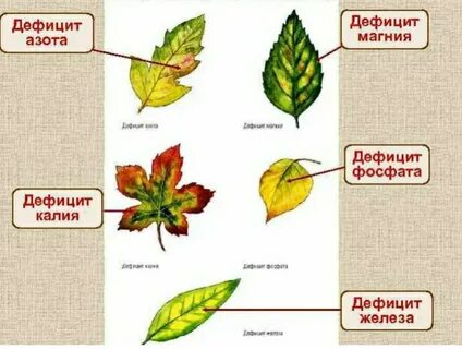 Листья что делают действия