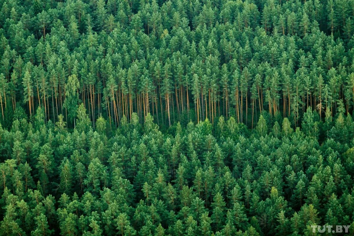 рациональное использование лесов. типы сосновых лесов. егерь лесник. таежная зона нижегородской области. профессия егерь лесничий охотовед.