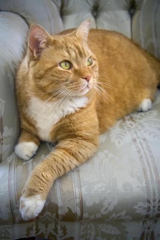 Описание моей кошки. Morris animal foundation accepting research proposals for feline oncologic advancements. Шантильи-тиффани порода. Картинки на рабочий стол животные кошки. Моя любимая порода кошки.