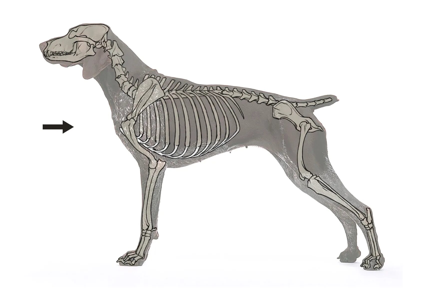 Скелет собаки спереди. Доберман референс анатомия. Анатомия собаки скелет Доберман. Скелет собаки в профиль.
