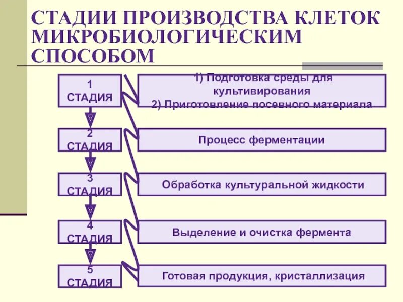 Стадии производства. Этапы микробиологического производства. Первая стадия производства. Определите стадии производства