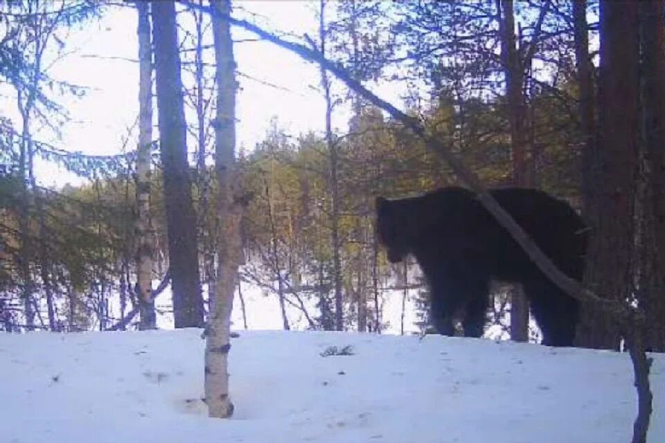 Охота на медведя на кольском полуострове