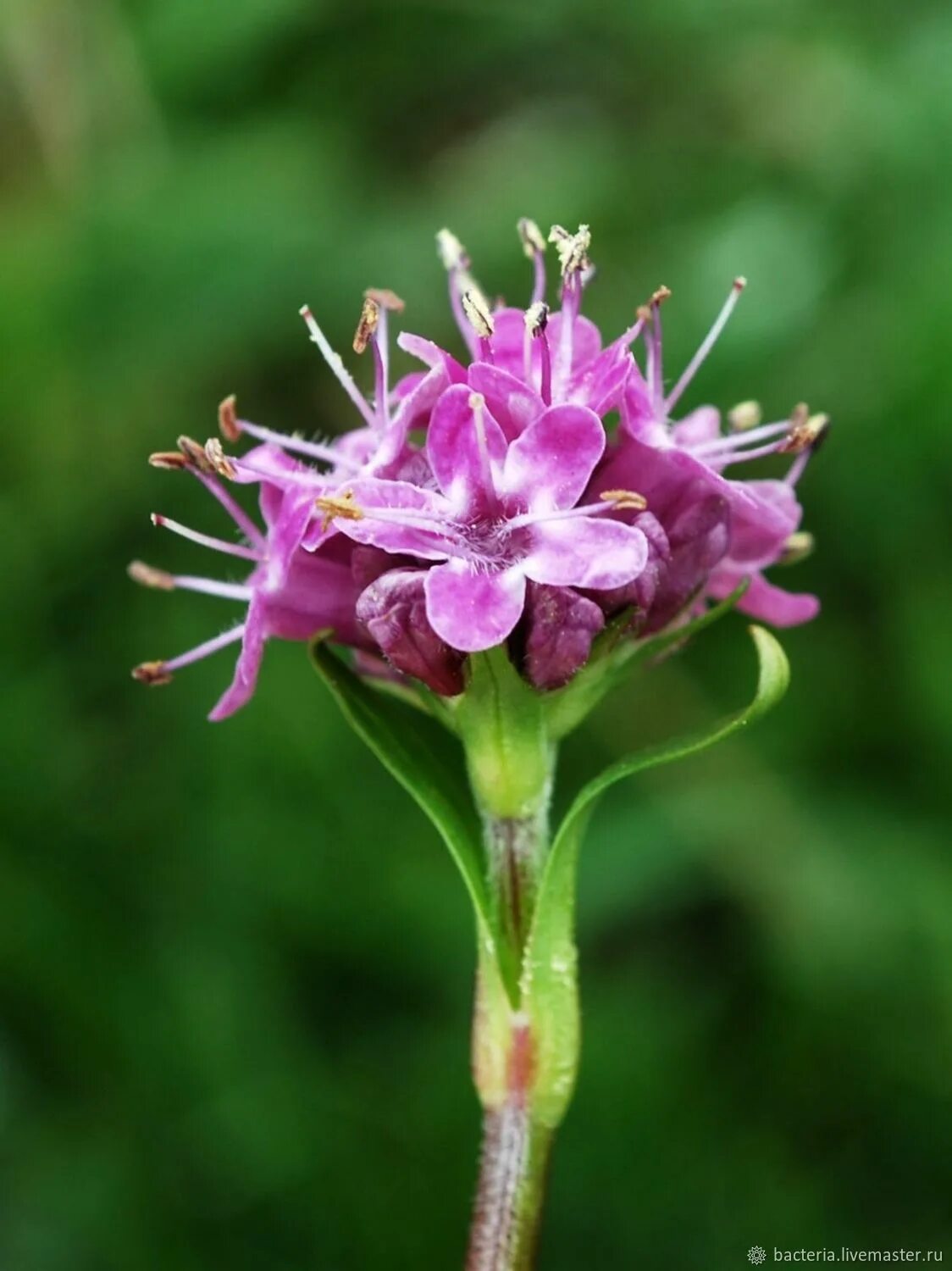 Нард масло. Нардостахис Джатаманси. Nardostachys Jatamansi растение. Jatamansi (Nardostachys Jatamansi). Valeriana Jatamansi.