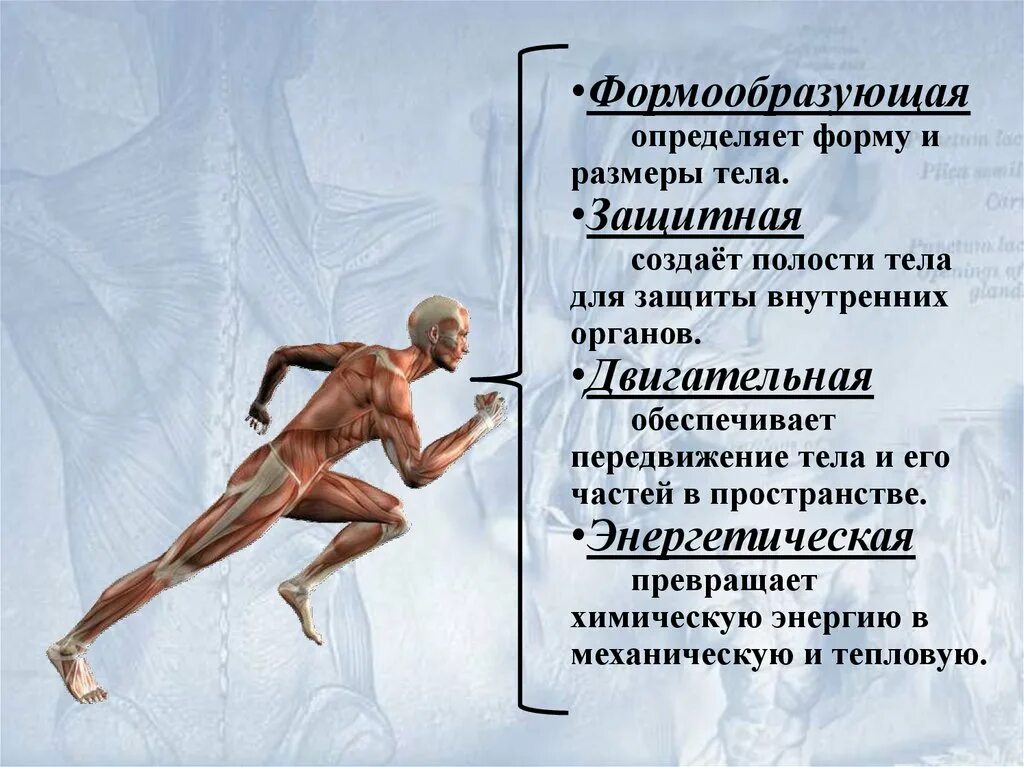 Двигательная система определение. Опорно двигательная система презентация. обеспечение передвижения тела и его частей в пространстве. вывод по теме опорно двигательная система человека.