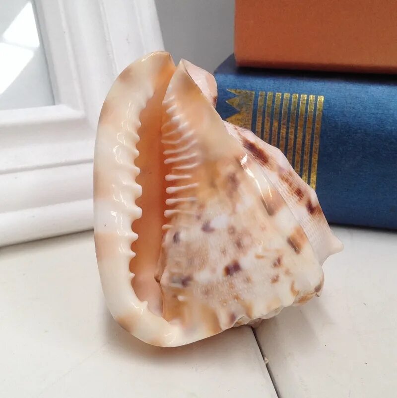 Ракушка Crown Conch. Морские раковины Кассис КОРНУТА. Раковина морская большая. Искусственные ракушки. Натуральная ракушка