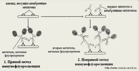 Метод флюоресцирующих антител