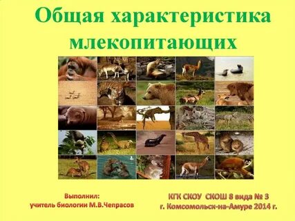 Название характерные признаки млекопитающих