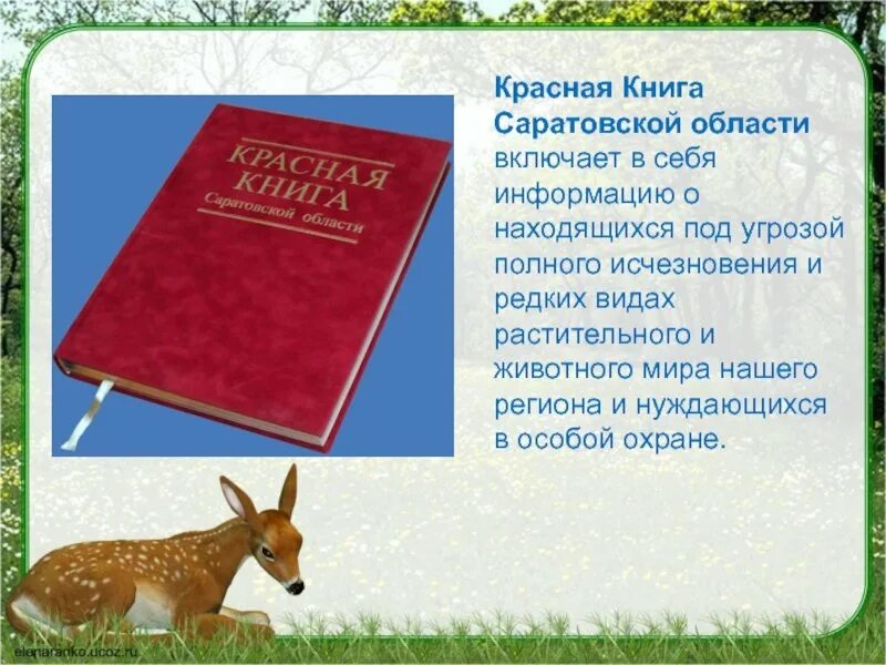 Растения и животные Саратовской области занесенные в красную книгу. Животные Саратовской области занесенные в красную книгу. Красная книга Саратовской области. Животные Саратовской области занесенные в красную книгу список. Красная книга сценарий