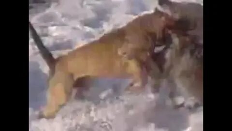 Видео боев питбулей против питбуля