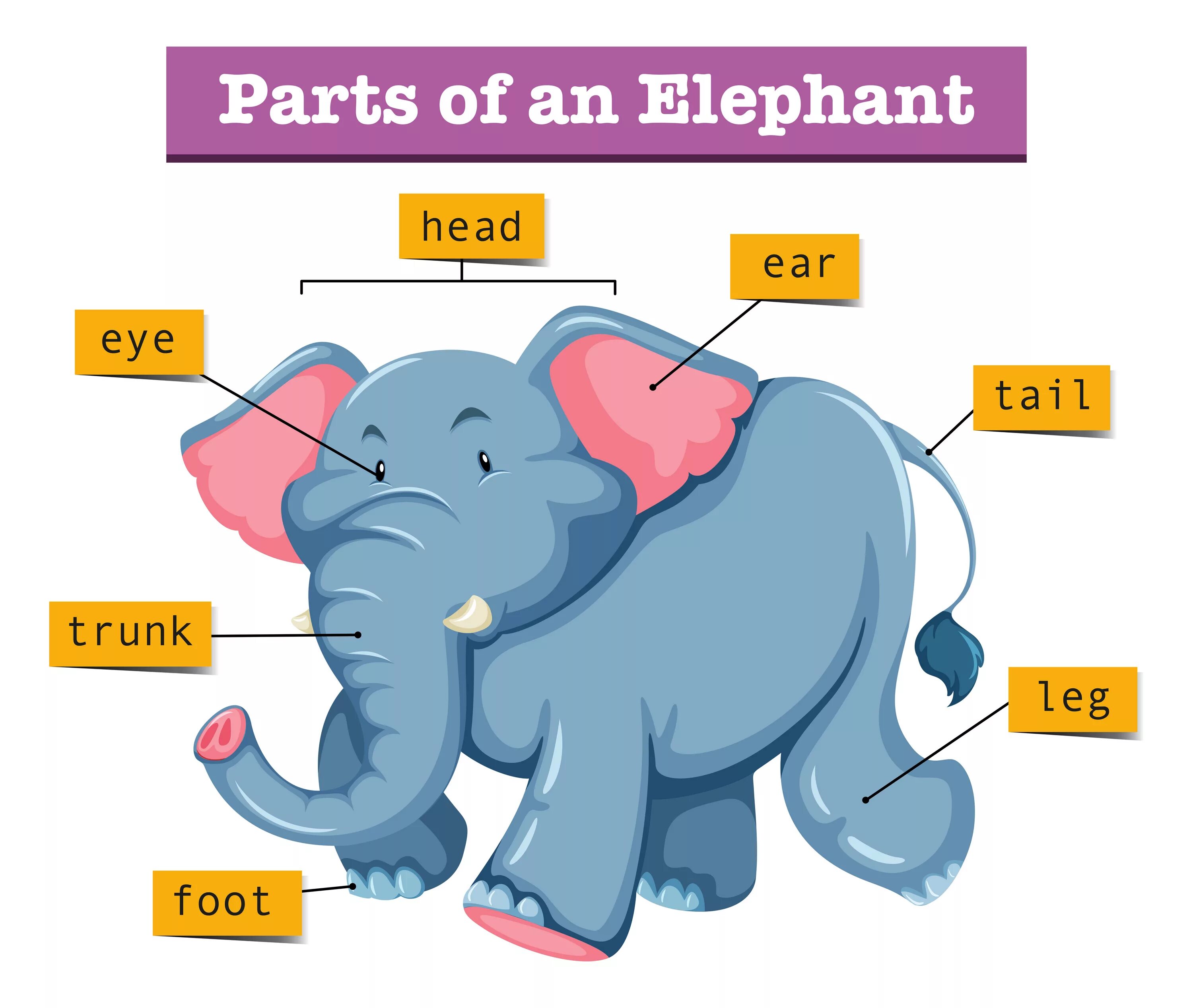 Elephant перевод. Части слона. Части тела слона на английском. Части тела слона для детей. Строение тела слона для детей.