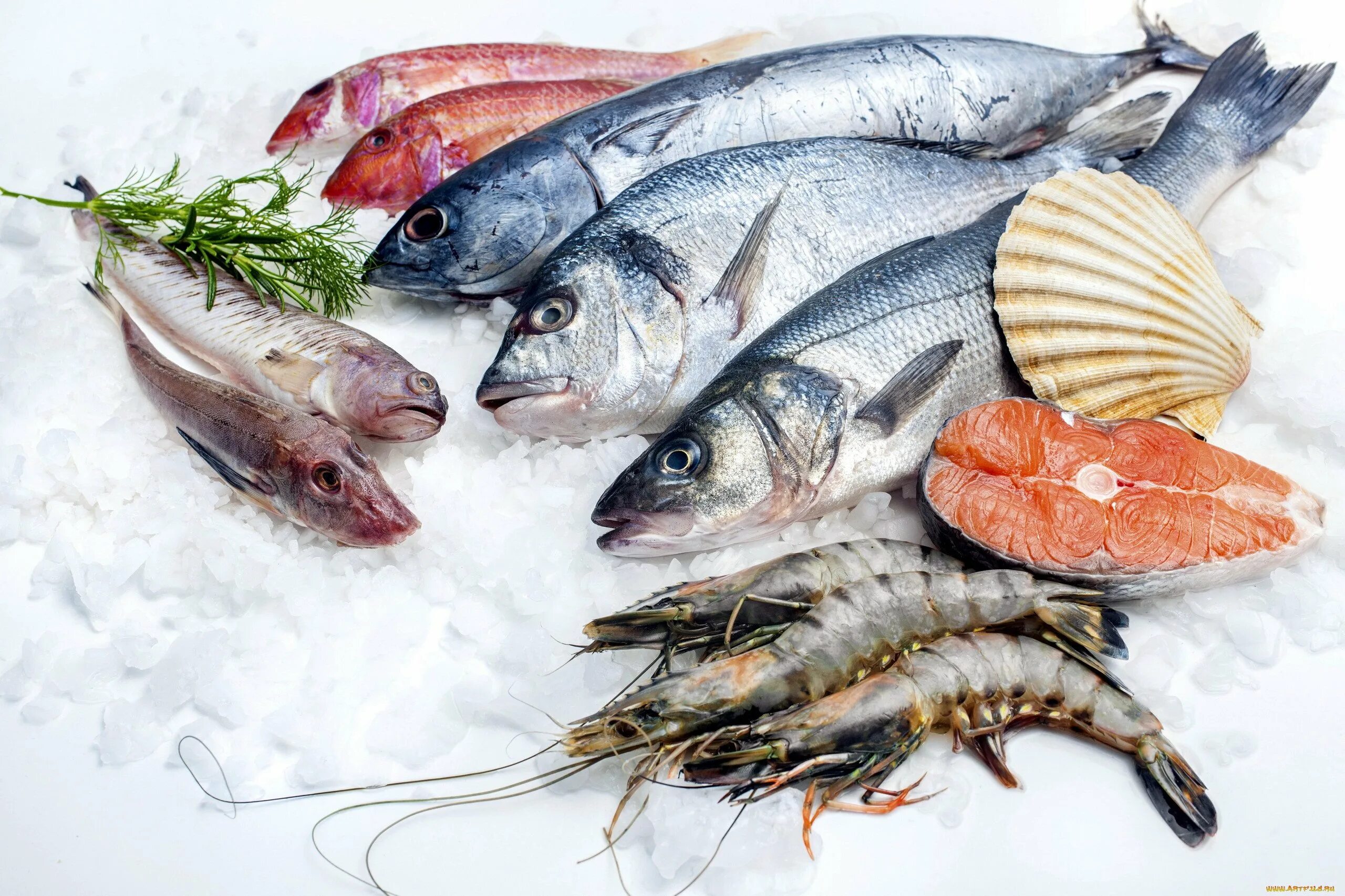 Сырая рыба много. Морепродукты. рыба и рыбопродукты. свежемороженая рыба. охлажденная рыба.