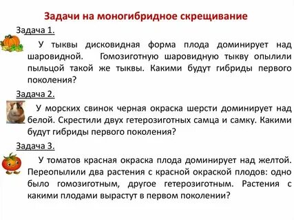 Практическая работа решение задач на моногибридное скрещивание
