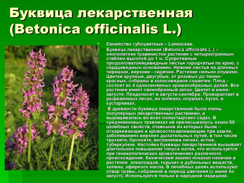 Буквица Бетоника Betonica officinalis. Буквица лекарственная семейство. Лекартсвенныерастения. Лекарственные растения описание. Где буквица