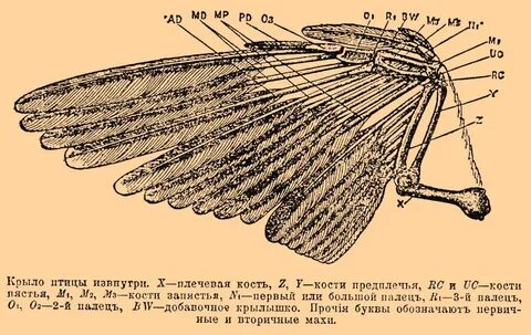 Пряжка у птиц