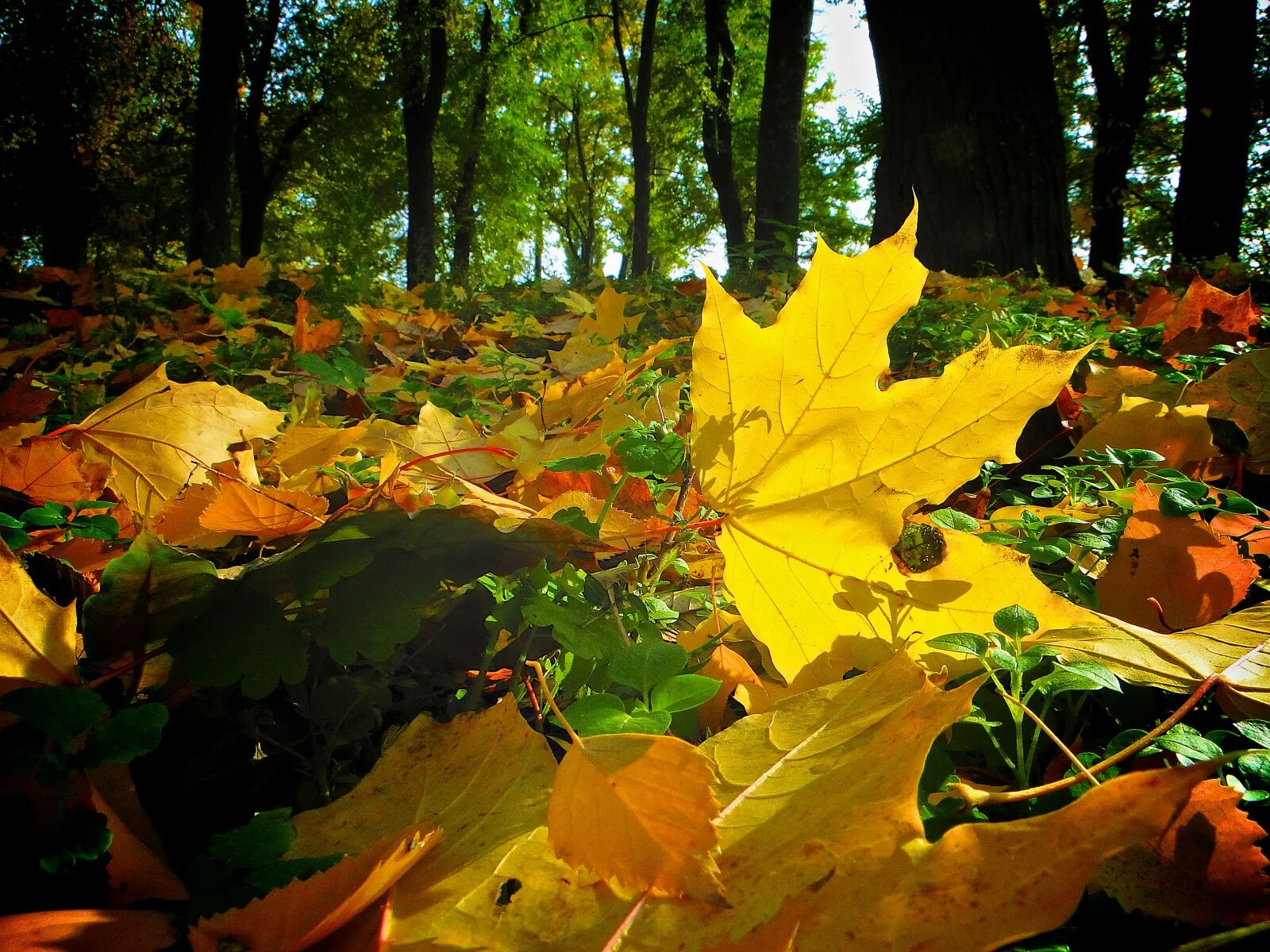 Осенние листья. Осень листва. Осень листопад. Падающие листья. Осень листьями кружит
