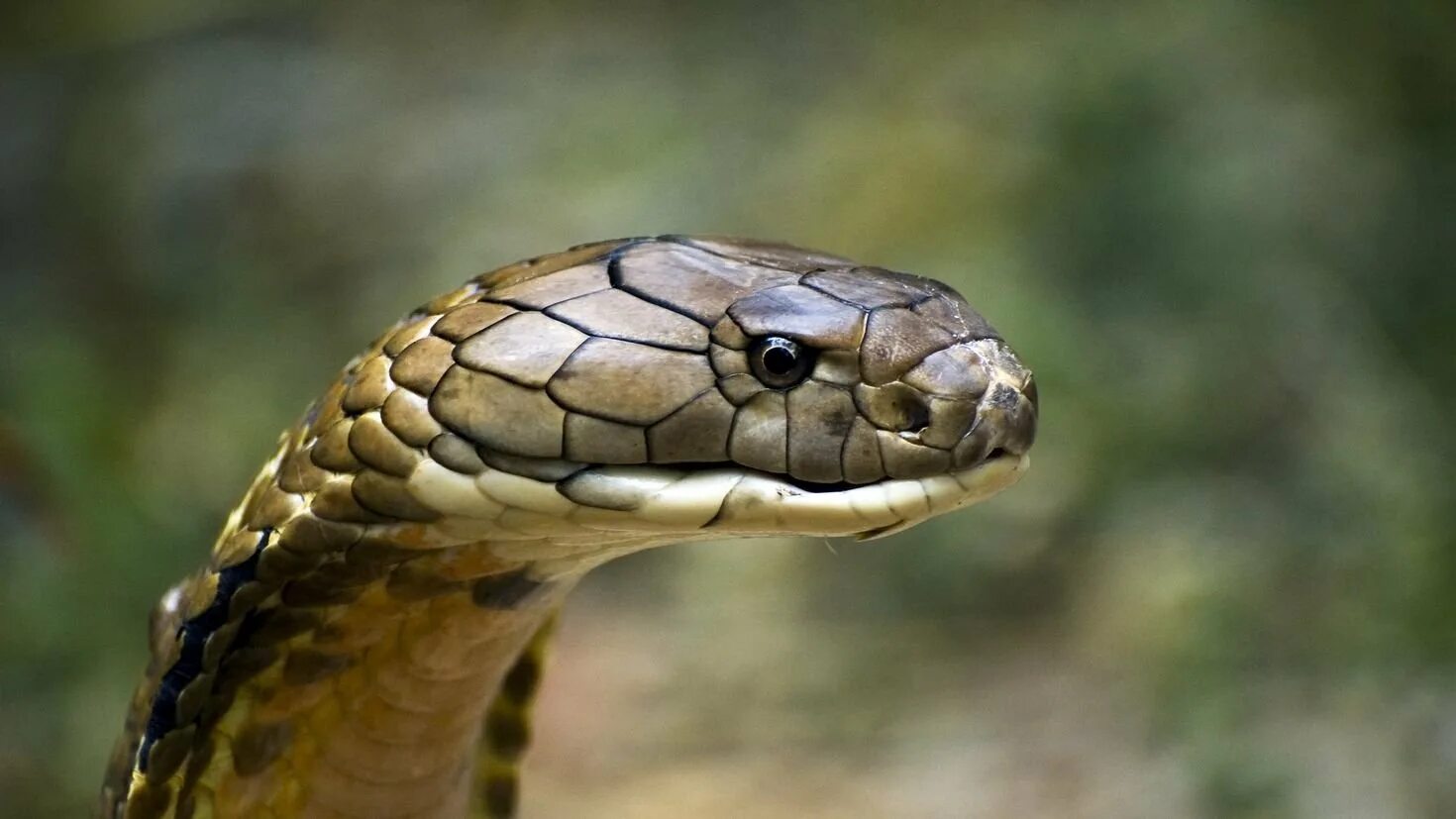 Голова змейки. Змея Кобра Королевская. King Cobra. Королевская Кобра гамадриад. Капская Кобра.