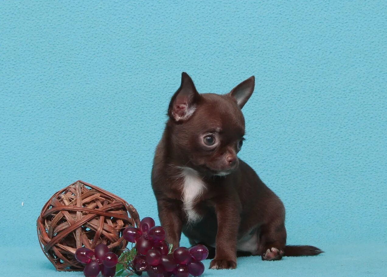 Мини чихуахуа гладкошерстные шоколад. Чихуахуа шоколадный гладкошерстный. Чихуахуа шоколадно подпалый. Чихуахуа шоколадного цвета. Чихуахуа шоколадный гладкошерстный.