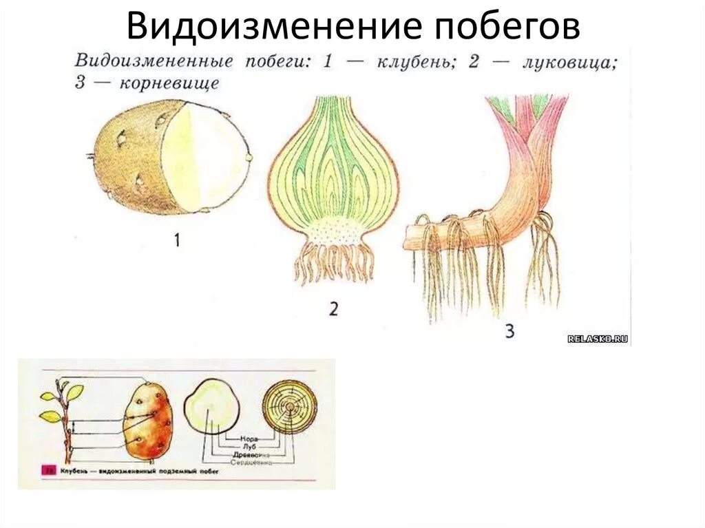 Строение видоизмененных подземных побегов. Видоизмененные подземные побеги клубень. Строение корневища клубня и луковицы. Видоизменённый побег корневище. Чеснок видоизмененный корень